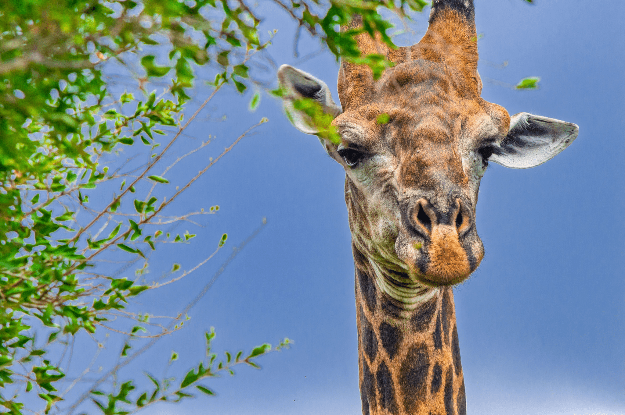 Blog Pengembang membutuhkan Anda!